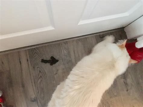 Here are a few possible explanations for this frustrating problem and some suggestions on the flip side, sometimes the litter level is too deep and readers have reported that a cat's hind legs sunk in too far into the litter and the poos would stick. My Cat Is Pooping On The Floor | annekopeikin
