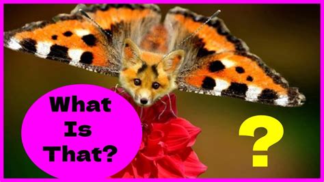 The Weirdest Insects On Earth Youtube