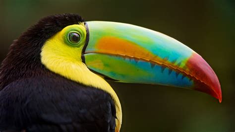 Toucan Bill Feature Requests Stray Fawn Community
