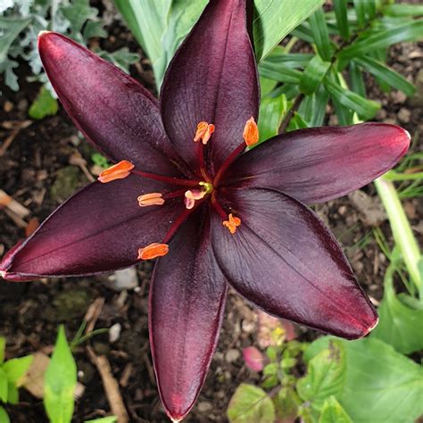 Lilium Queen Of The Night Lily Queen Of The Night Asiatic In