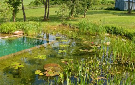 Natural Green Swimming Pools Info Tips And Ideas Apartment Therapy
