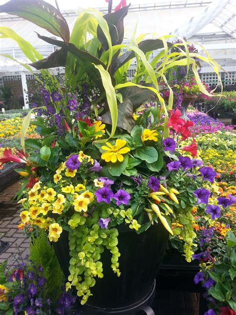 Summer Container To Brighten Any Sunny Space Garden