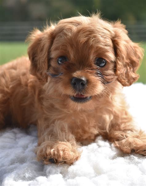 Cheerful #Cavapoo | Cavapoo puppies, Puppies, Lancaster puppies