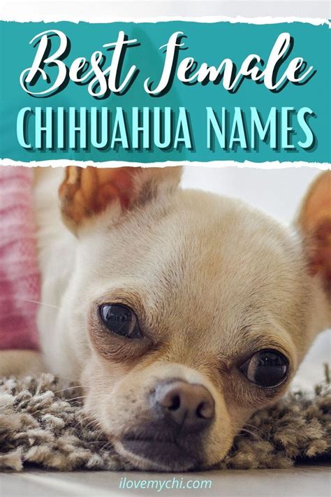 Best Female Chihuahua Names Artofit