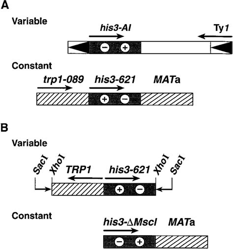 His3 Recombination Substrates A Ty1mhis3 Download Scientific Diagram