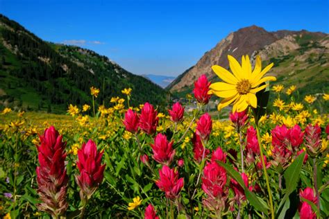 Flowers In Mountain Field