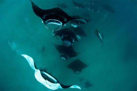 Underwater Giants The Magnificent Manta Rays Of The Maldives Manta