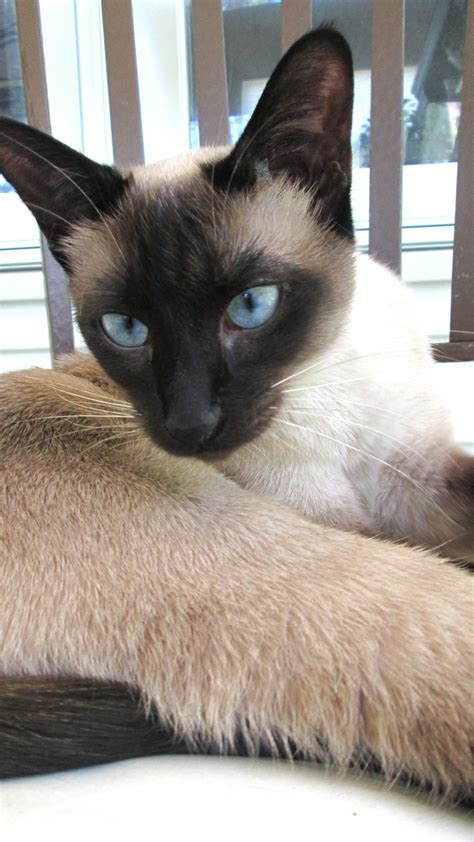 How Much Are Siamese Kittens In The Uk Pet And Animals Care