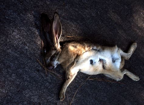 Dead Rabbit Torroid Flickr