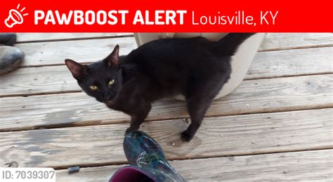 lost female cat in louisville ky 40203 named unknown id 7039307 pawboost