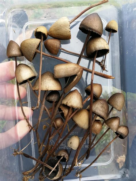 Are Any Of These Liberty Caps Rshroomid