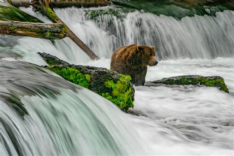 Brooks Falls | Bear in the Falls