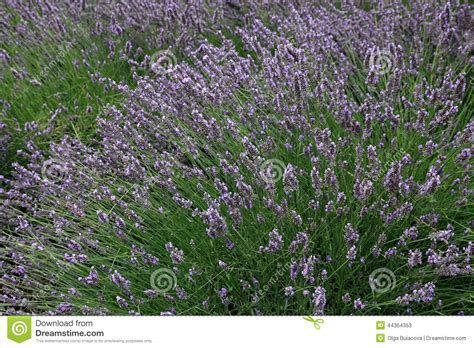 Lavender Field In The Summer In Provence Southern France