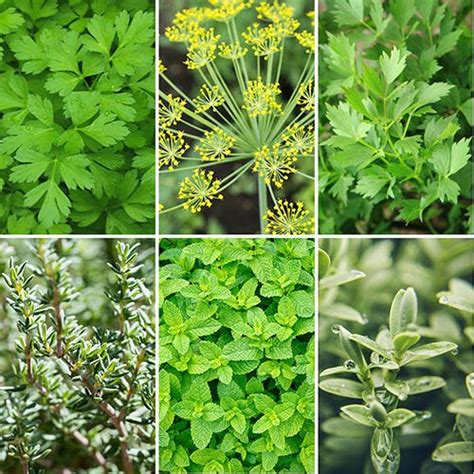 Mixed Herb Collection Grow Your Own