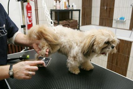 One of south korea's most prominent animal shelters has been rocked by a euthanasia scandal, amid accusations it secretly put hundreds of dogs to death despite its no kill ethos. Best Dog Grooming Table Reviews And Buyer's Guide | Dog ...