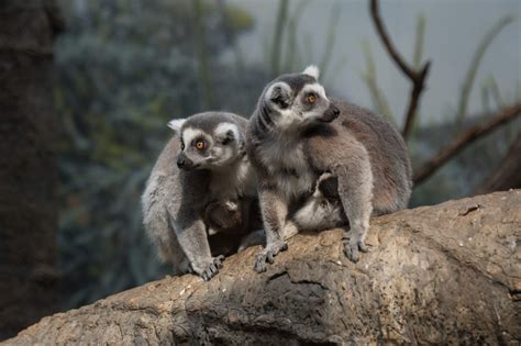 Newborn Baby Lemurs At Bronx Zoo Business Insider
