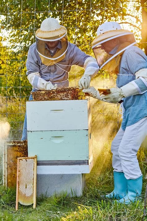 Beekeeping For Beginners What You Need To Know To Start A Hive