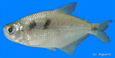 Freshwater Fishes of Western Ecuador- Astyanax festae