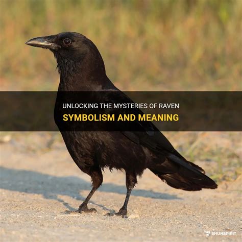 Unlocking The Mysteries Of Raven Symbolism And Meaning Shunspirit