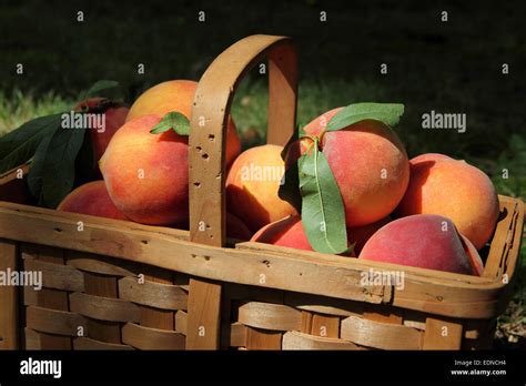 Locally Grown Peaches In A Basket Stock Photo Alamy