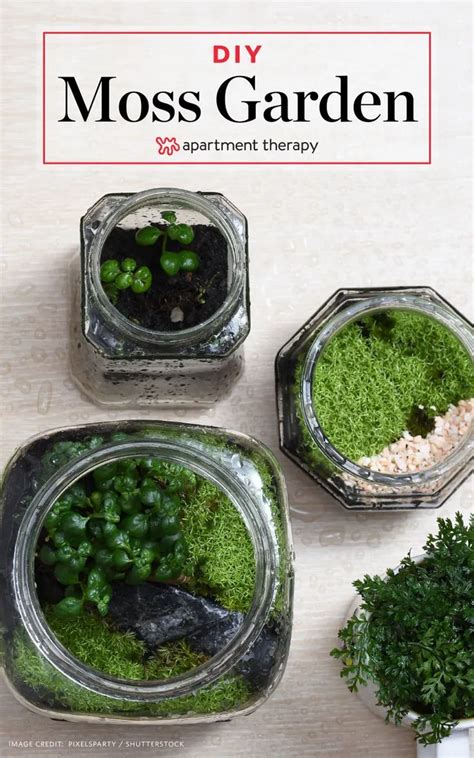 How To Grow Your Own Moss Moss Garden Plants Growing Moss