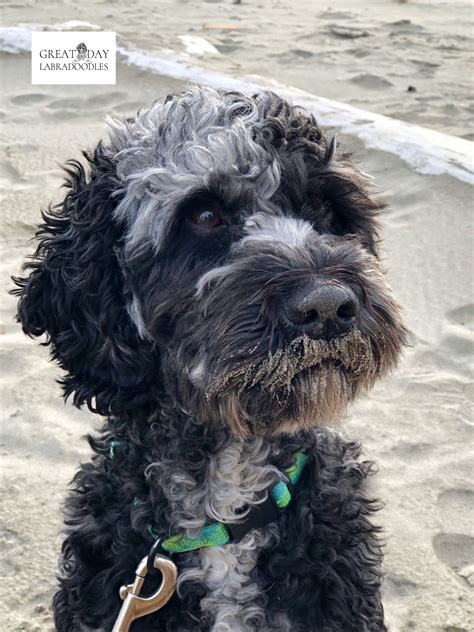 The breeders also do genetic testing to be sure they're not breeding dogs either. Blue merle Labradoodle enjoying the Oregon coast. in 2020 ...
