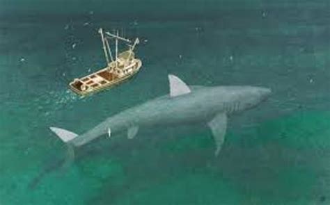 10 Interesting Megalodon Facts My Interesting Facts