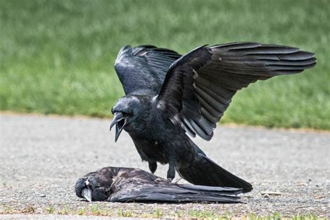 Why Are Some Crows Committing Acts Of Necrophilia The New York Times