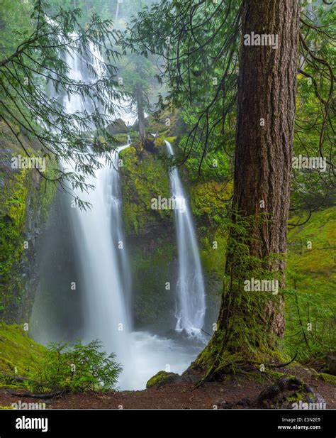 Ford Pinchot National Forest Hi Res Stock Photography And Images Alamy