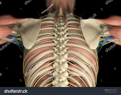 16 photos of the rib cage diagram with organs. Anatomy Diagram Rib Area - Costal breathing is breathing ...