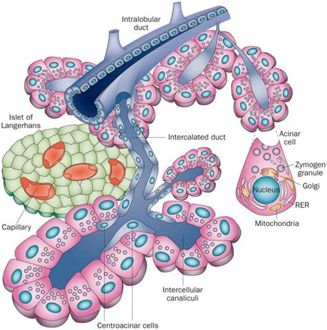 Lecture Notes In Medical Technology Lecture 10 THE PANCREAS
