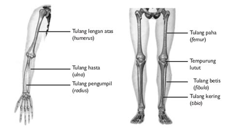 Tulang Penyusun Rangka Tubuh Manusia Biologi Indonesia