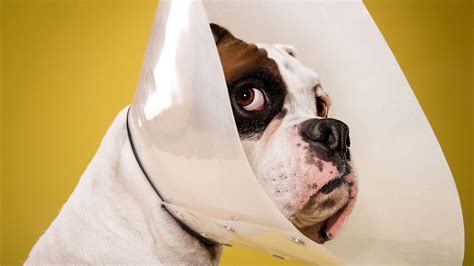 Do you know how to take care for dog wounds? Dog Post-Surgery Wound Care How To Care For Your Dog After ...