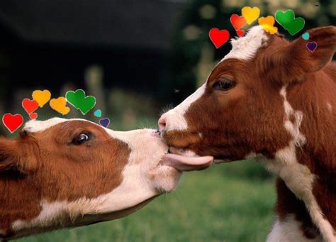 Cows With Hearts Ⓥ On Twitter Animais Beijando Vacas Engraçadas