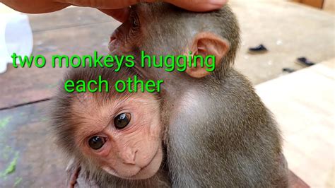 Two Monkeys Hugging Each Othermonkey Baby Hihi Youtube
