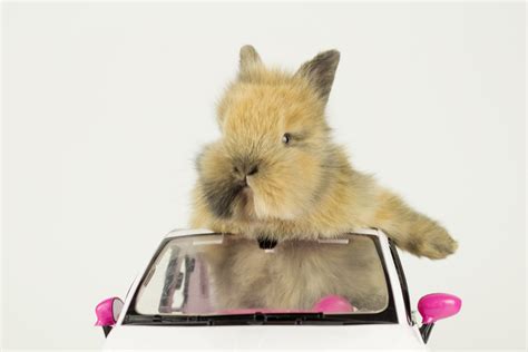 Rabbit Driving Techcrunch