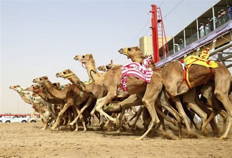 Carreras De Camellos El Deporte Nacional De Dubái Gustavo Mirabal Castro
