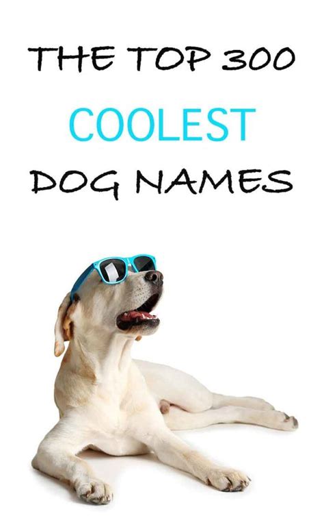 Cool Dog Names 300 Awesome Puppy Name Ideas Funny Dog