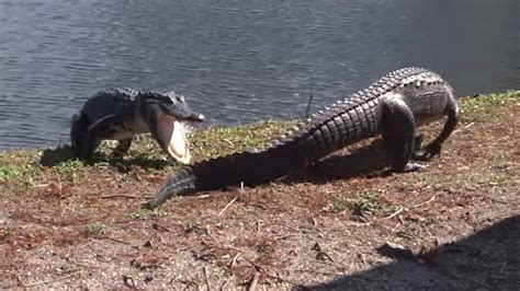 Video Shows Fight Between 2 Alligators In Clearwater