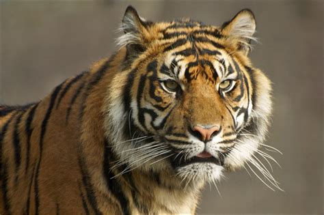 Portrait Sumatran Tiger Three Very Rare And Endangered Sum Flickr