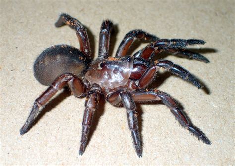 New Species Of Trapdoor Spider With ‘turrific Burrows Scimex