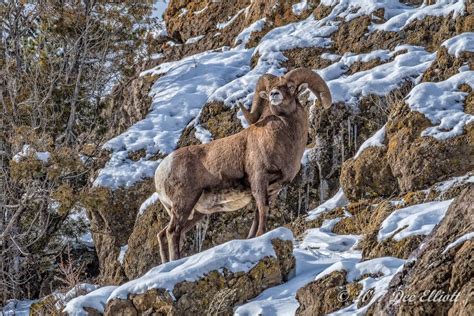 The image has a minimalism feel. Bighorn Sheep | Mountain Royalty