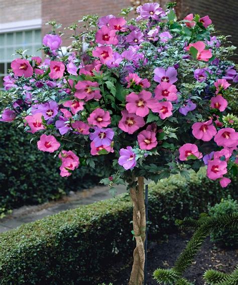 Flowering Bushes Rose Of Sharon Garden Plant