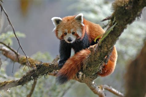 New Standard Brings Best Practices To Bear In Nepals Red Panda