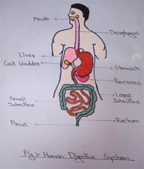 Sistema Digestivo Humano Human Digestive System Digestive System Porn