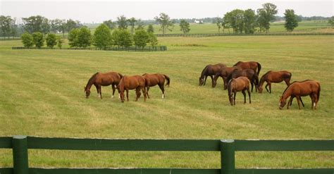 Breeders The Kentucky Horse Industry