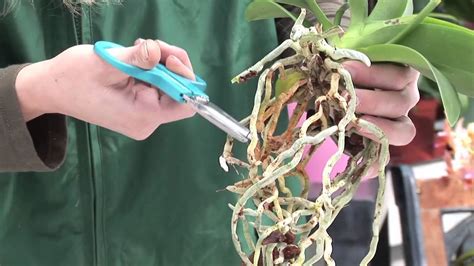 Wenn sie im frühjahr umtopfen, können sie diese maßnahme zur gleichzeitigen vermehrung der orchidee nutzen. Orchideen schneiden - pflegen - umtopfen - YouTube