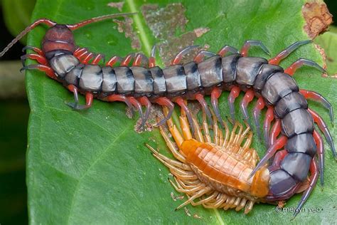 56 Best Of Scolopendra Dehaani Insectpedia