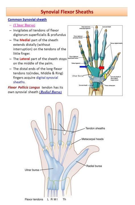 Synovial Flexor sheaths | Sheath, Muscle, Anatomy