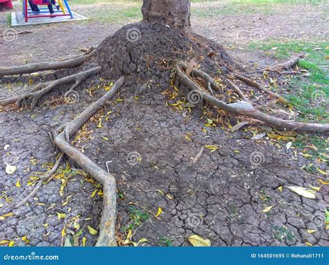 Tree Roots That Grow Spread In The Cracked And Dry Soil Stock Image
